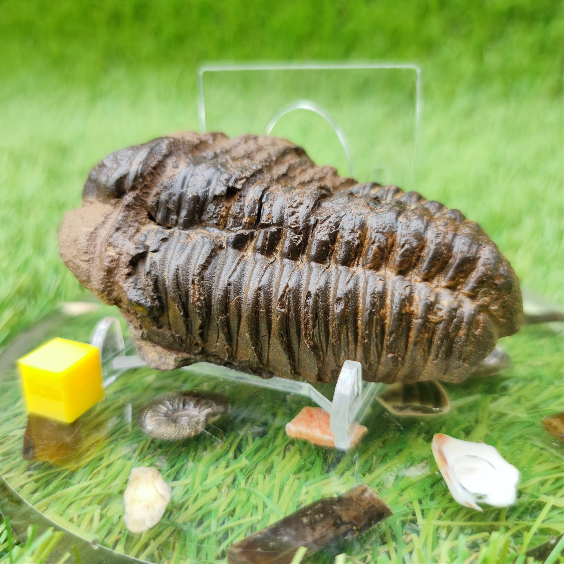 Trilobite fossil Morocco - North Yorkshire Fossils