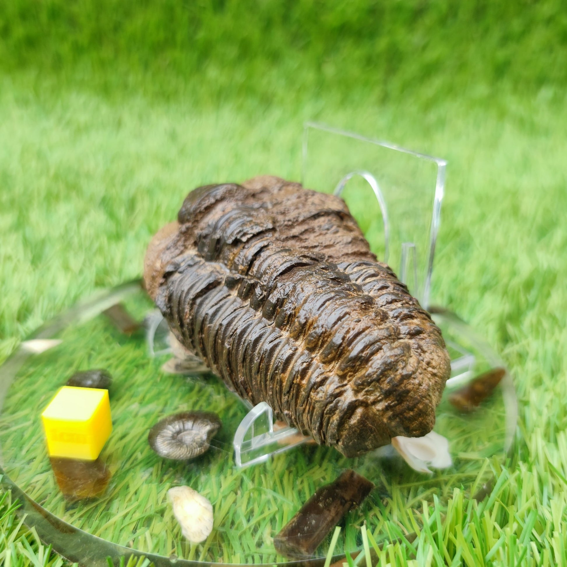 Trilobite fossil Morocco - North Yorkshire Fossils