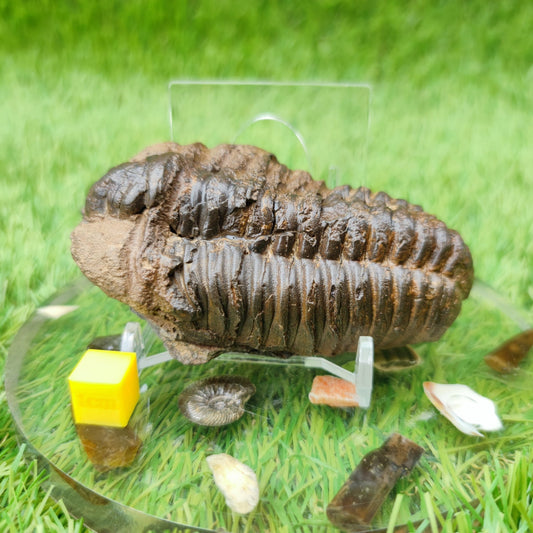 Trilobite fossil Morocco - North Yorkshire Fossils