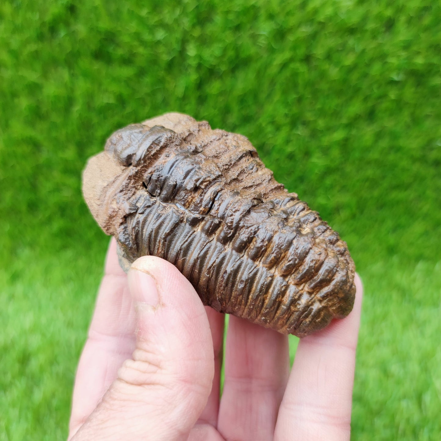 Trilobite fossil Morocco - North Yorkshire Fossils