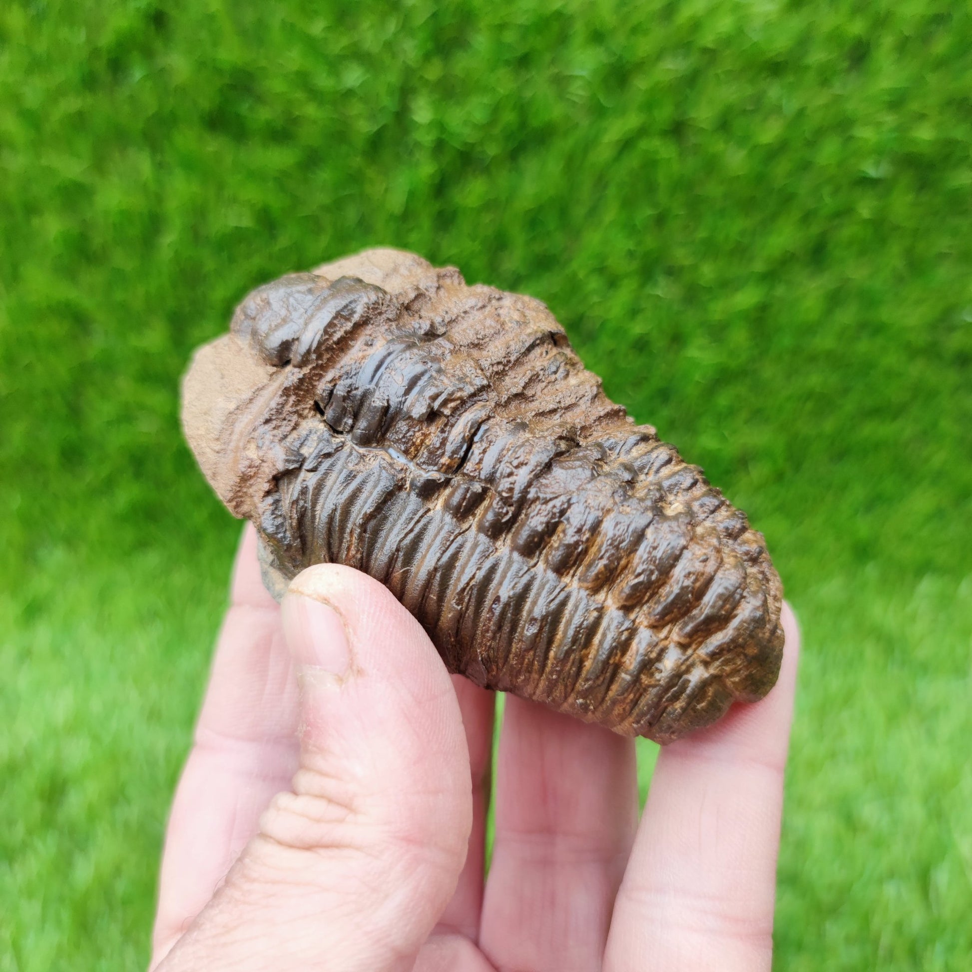 Trilobite fossil Morocco - North Yorkshire Fossils