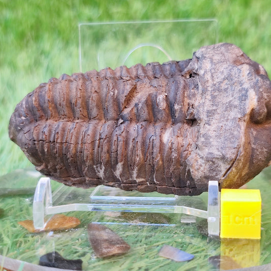 Trilobite fossil North Yorkshire fossils - North Yorkshire Fossils