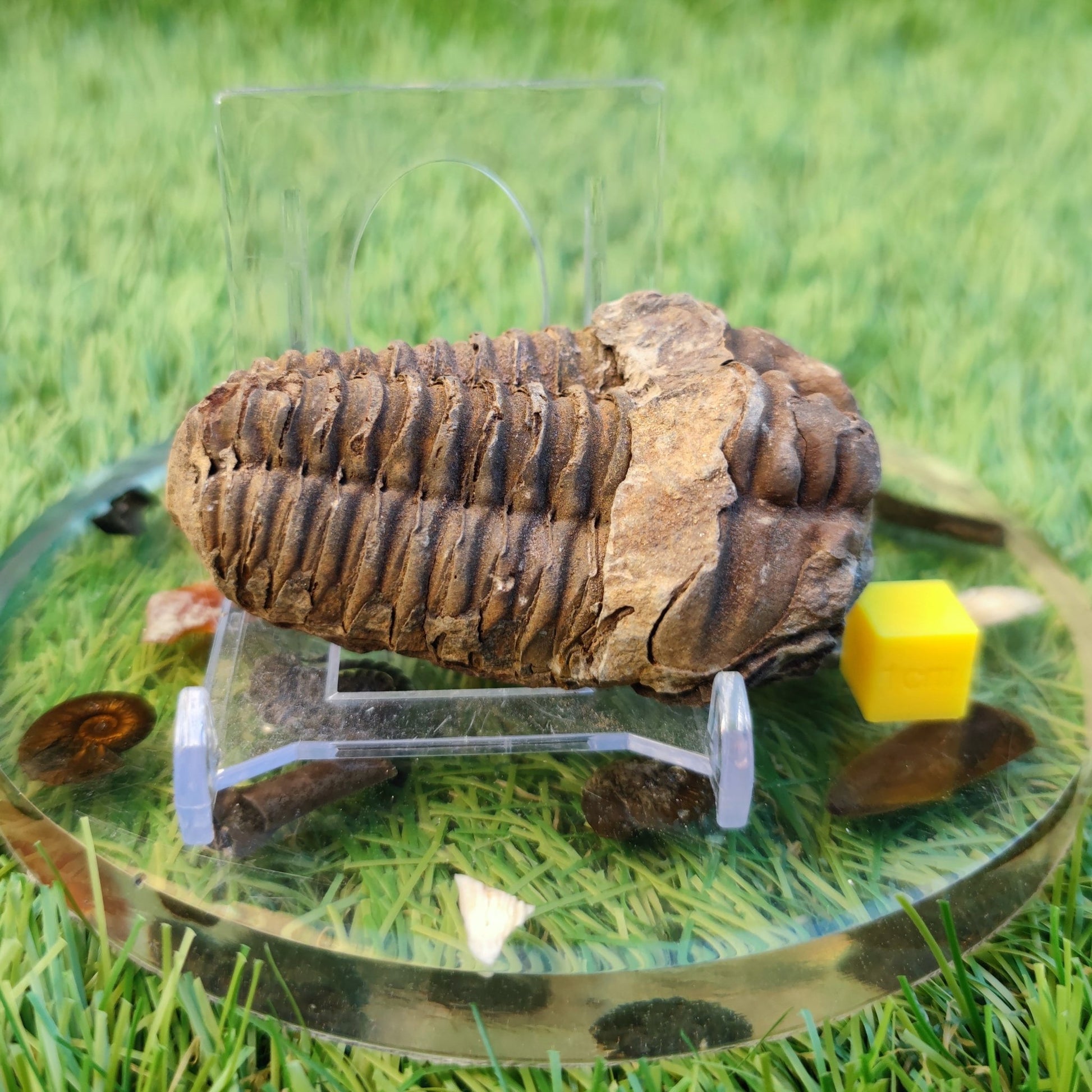 Trilobite fossil North Yorkshire fossils - North Yorkshire Fossils