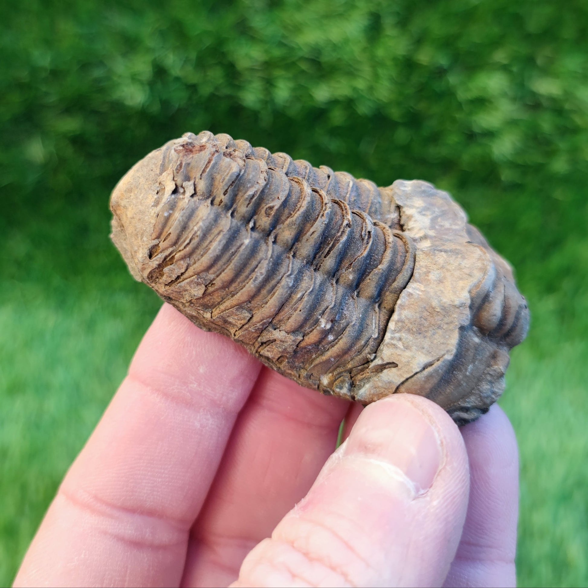 Trilobite fossil North Yorkshire fossils - North Yorkshire Fossils