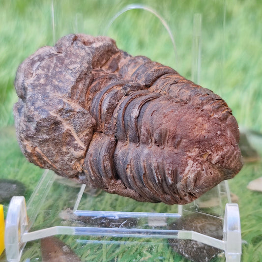 Trilobite fossil North Yorkshire fossils - North Yorkshire Fossils