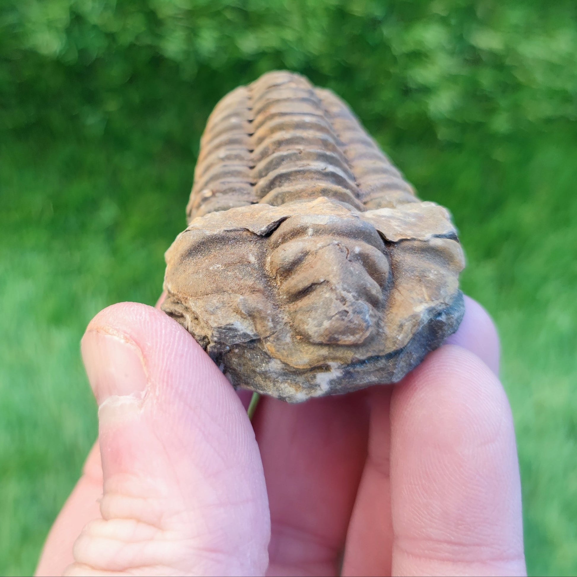 Trilobite fossil North Yorkshire fossils - North Yorkshire Fossils