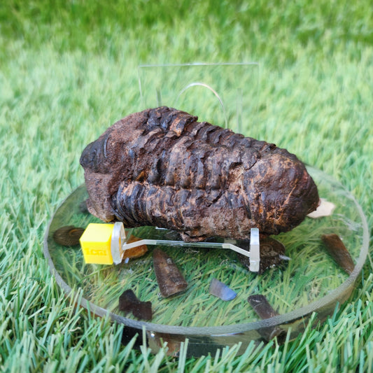 Trilobite fossil North Yorkshire fossils - North Yorkshire Fossils