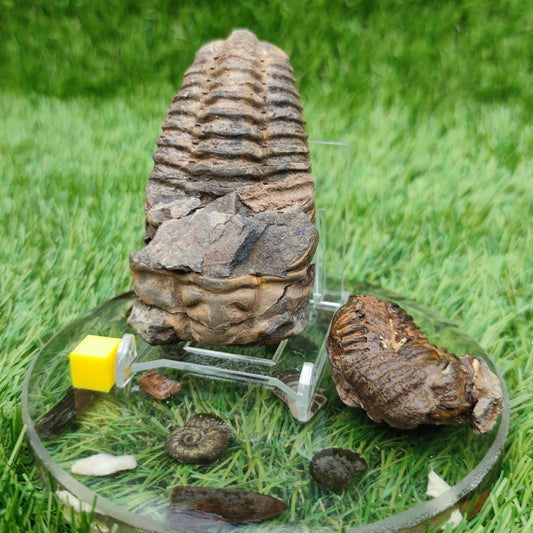 Trilobite fossils from Morocco - North Yorkshire Fossils