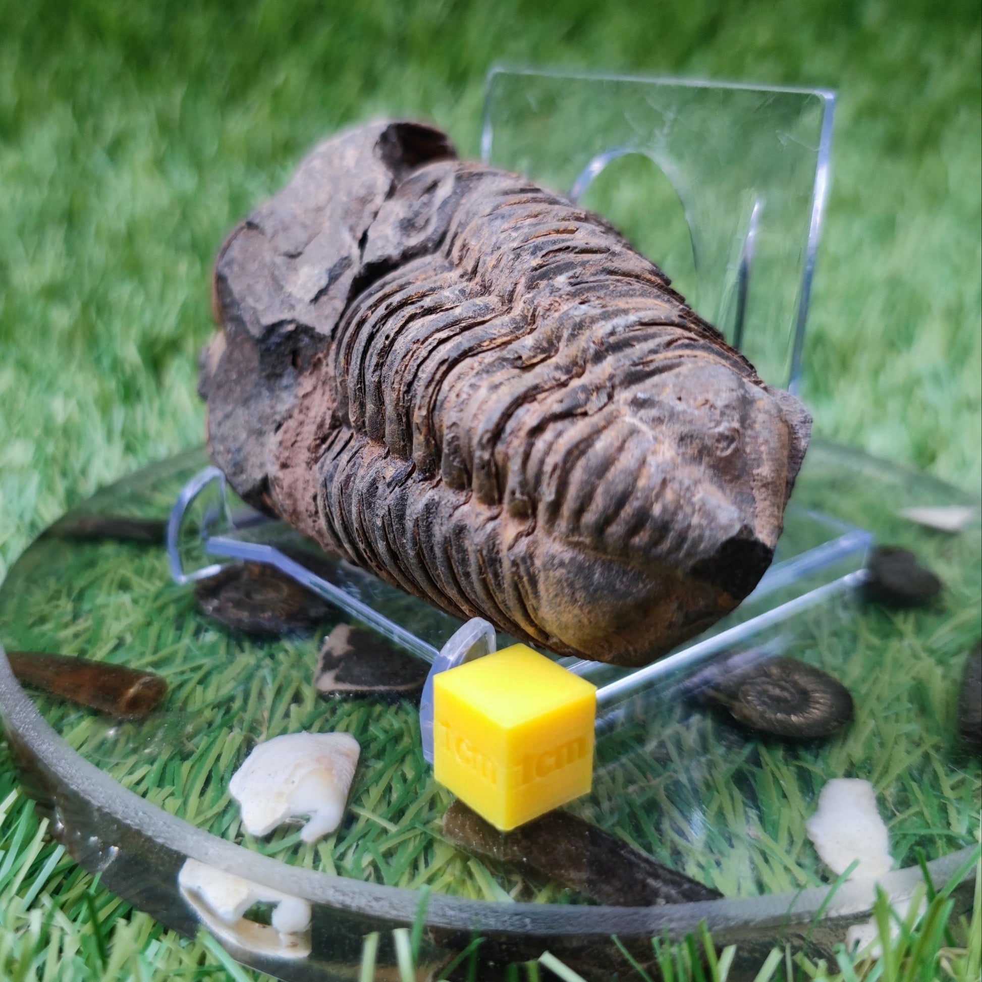 Trilobite fossils from Morocco - North Yorkshire Fossils