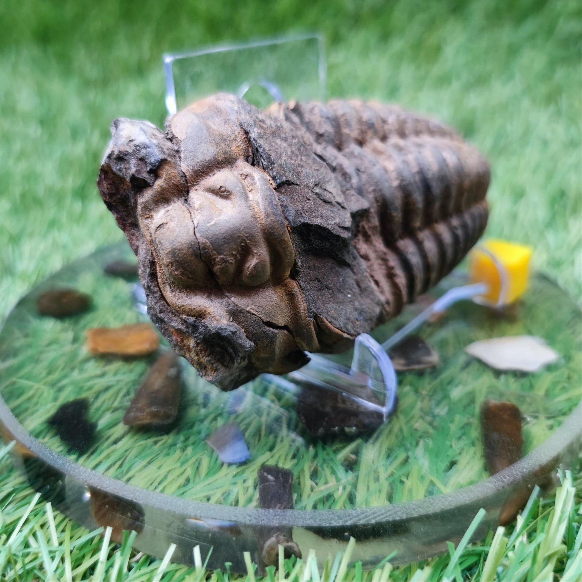 Trilobite fossils from Morocco - North Yorkshire Fossils