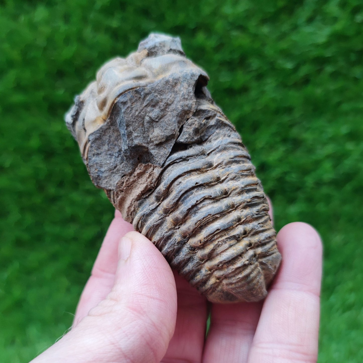 Trilobite fossils from Morocco - North Yorkshire Fossils