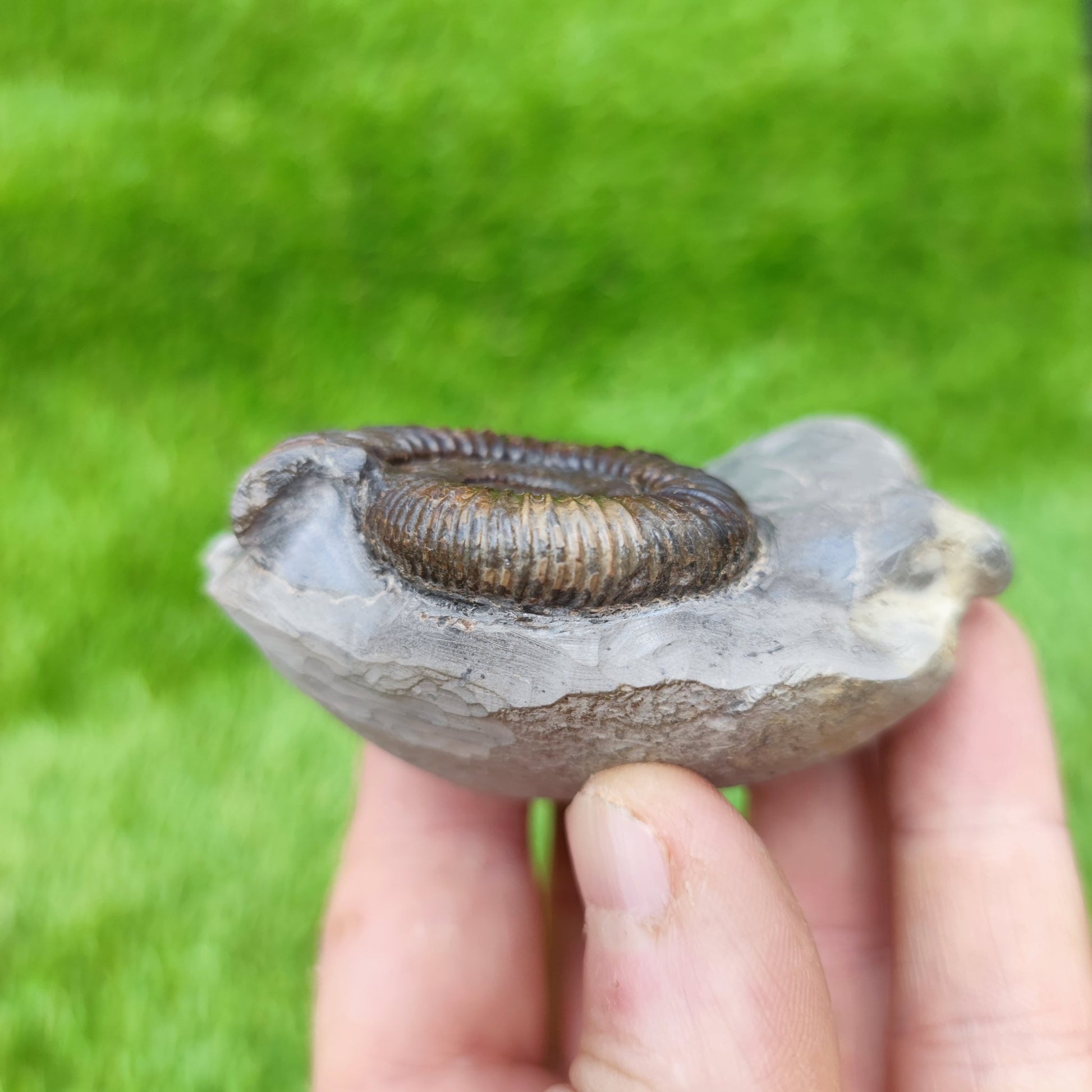 UK fossil ammonite North Yorkshire - North Yorkshire Fossils