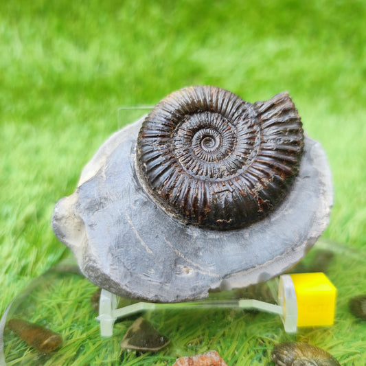 UK fossil ammonite North Yorkshire - North Yorkshire Fossils