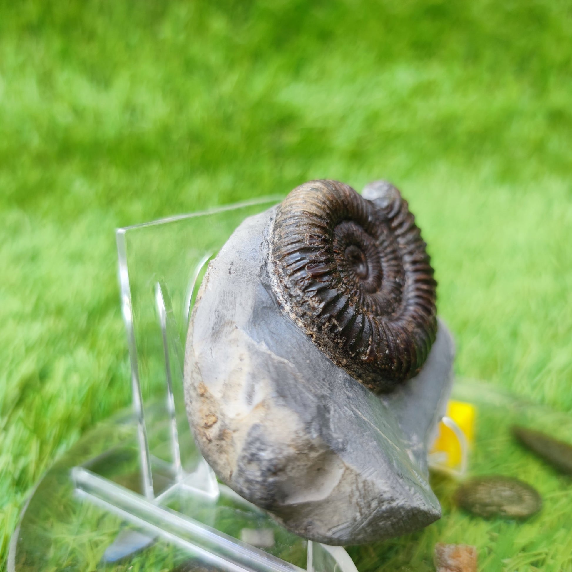 UK fossil ammonite North Yorkshire - North Yorkshire Fossils