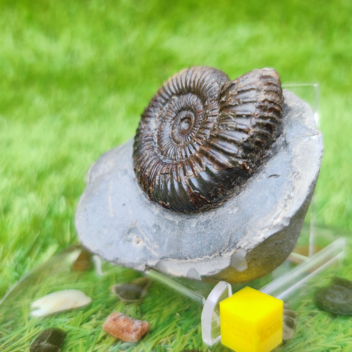 UK fossil ammonite North Yorkshire - North Yorkshire Fossils