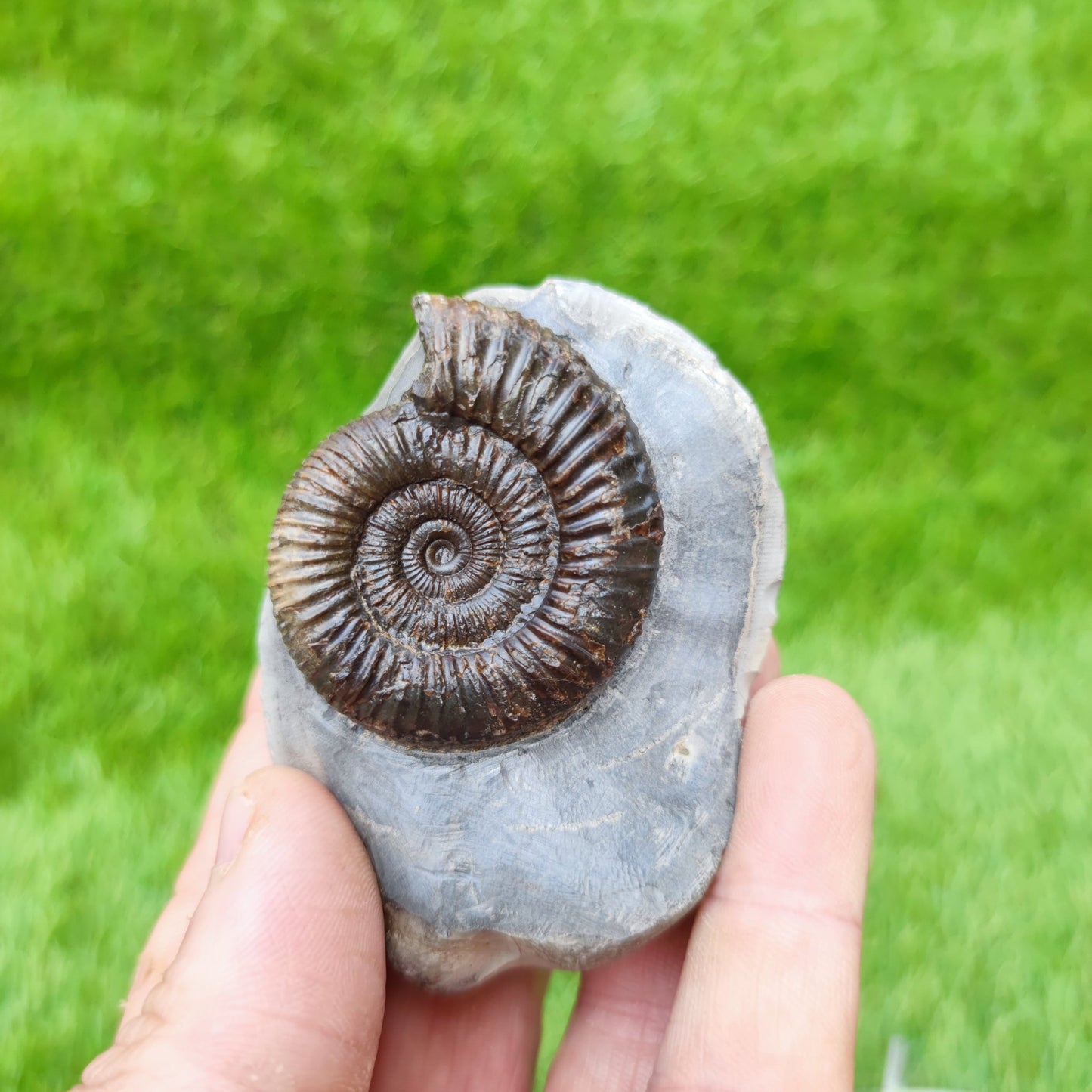 UK fossil ammonite North Yorkshire - North Yorkshire Fossils