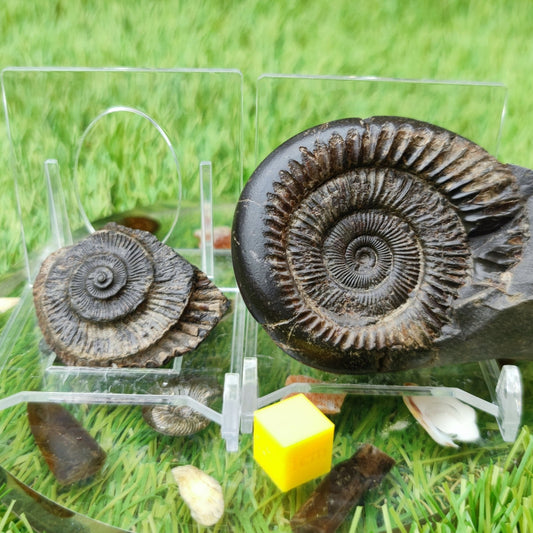 UK fossil ammonnite split pair - North Yorkshire Fossils