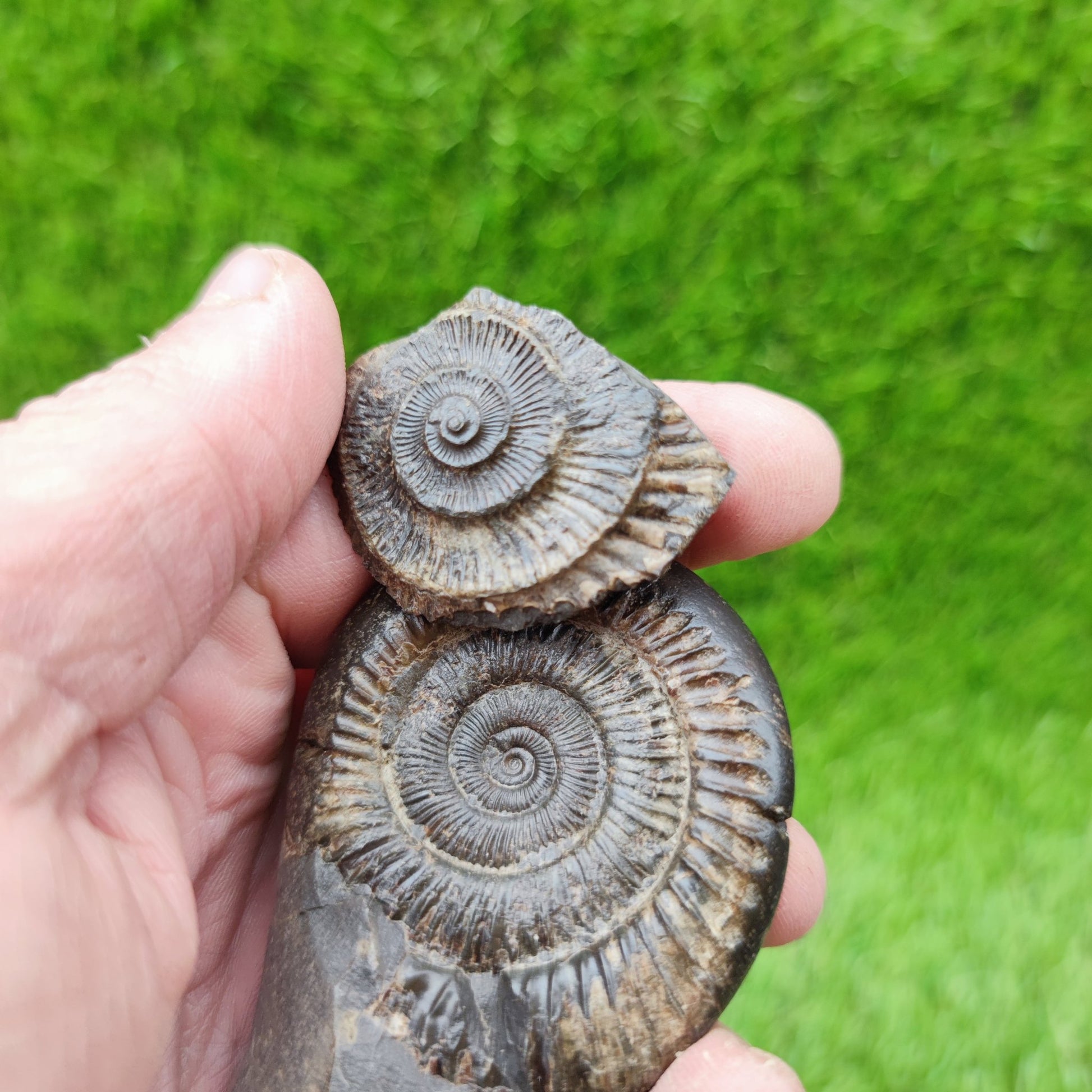 UK fossil ammonnite split pair - North Yorkshire Fossils
