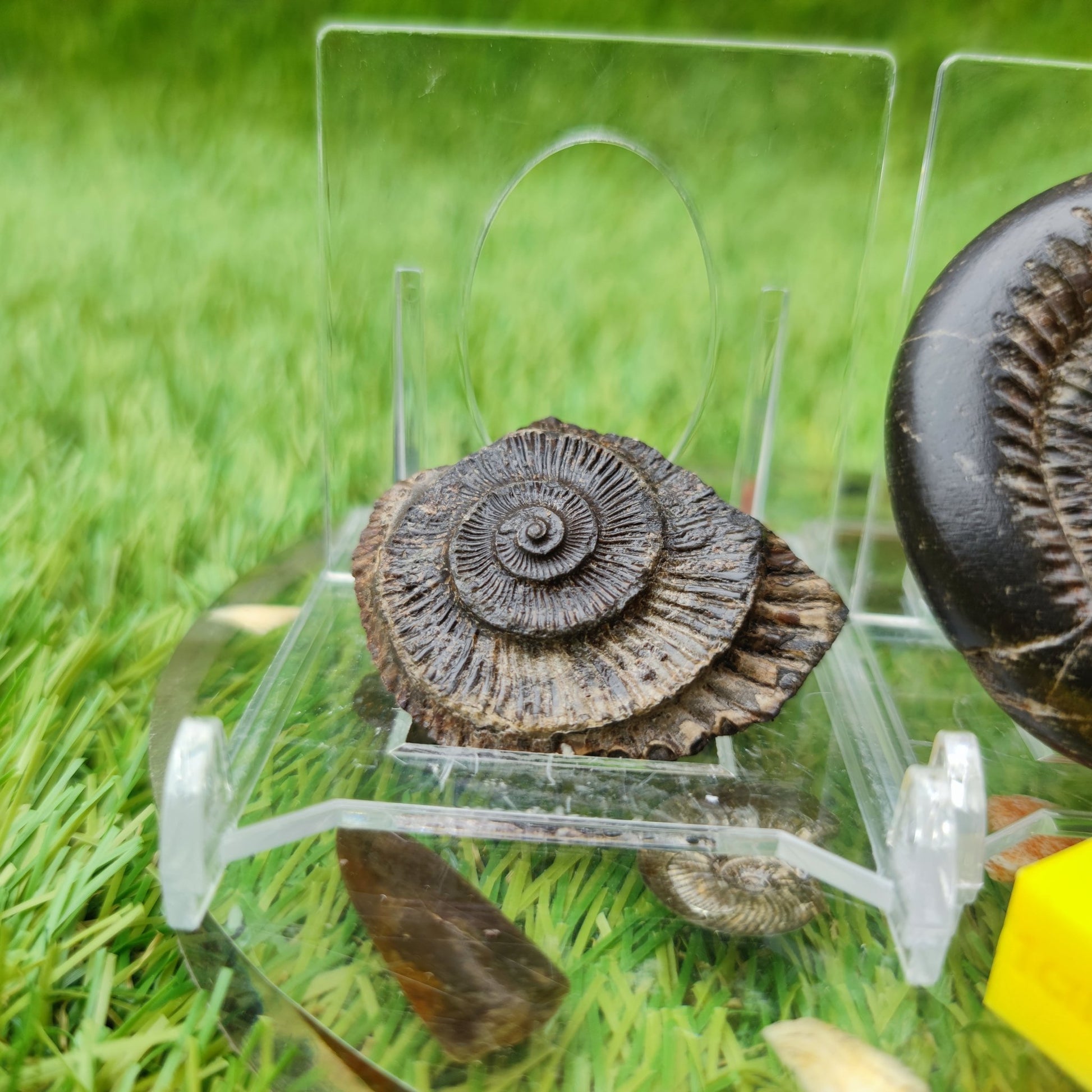 UK fossil ammonnite split pair - North Yorkshire Fossils