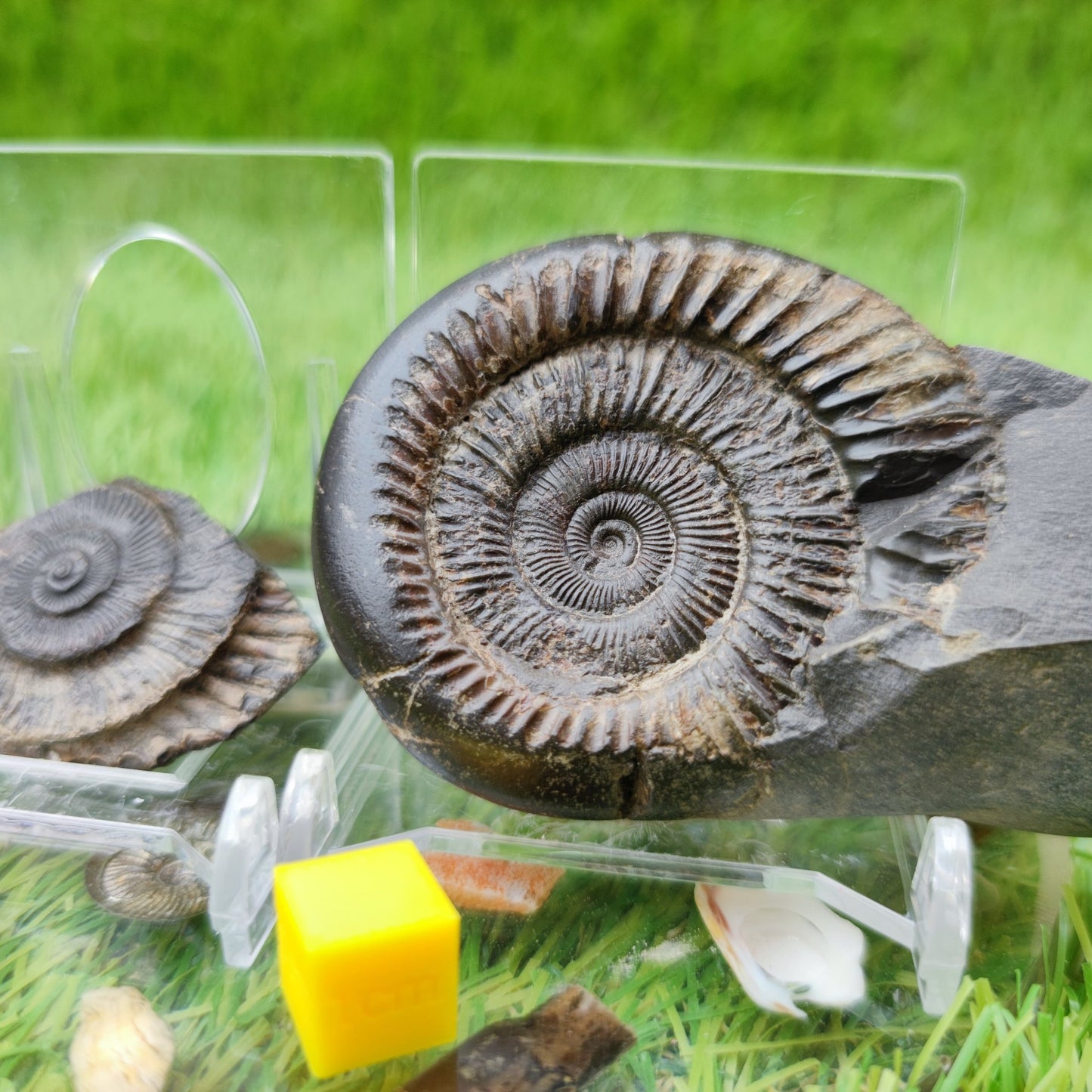 UK fossil ammonnite split pair - North Yorkshire Fossils