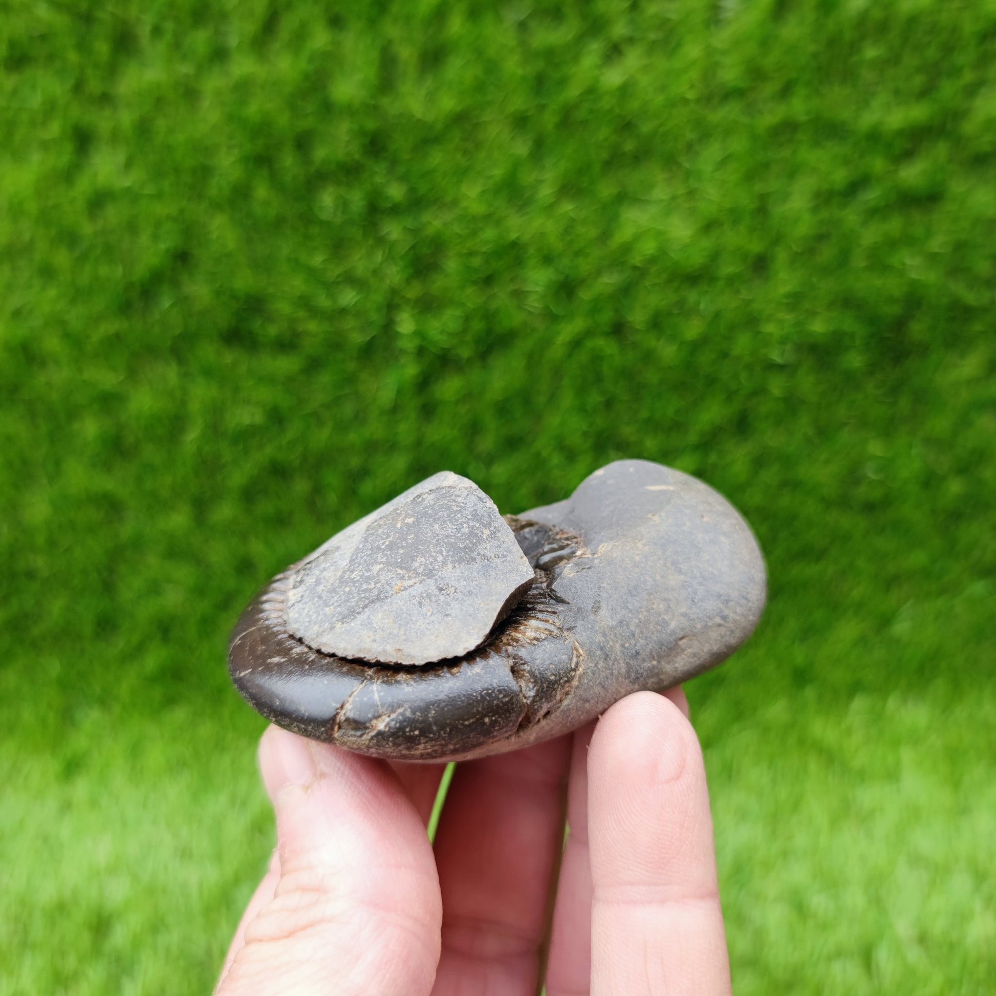 UK fossil ammonnite split pair - North Yorkshire Fossils