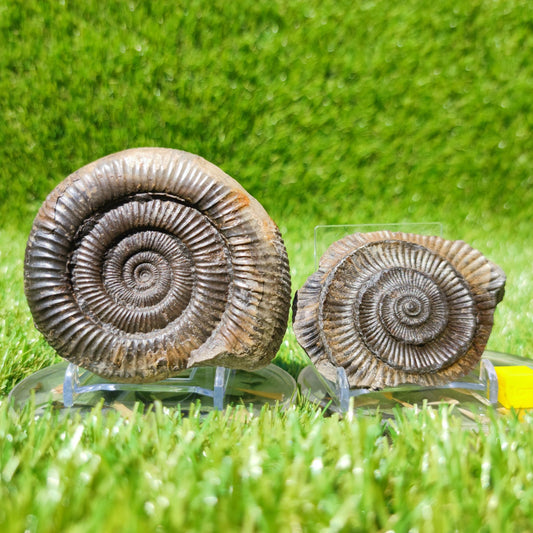 UK Jurassic coast ammonite fossil Yorkshire - North Yorkshire Fossils