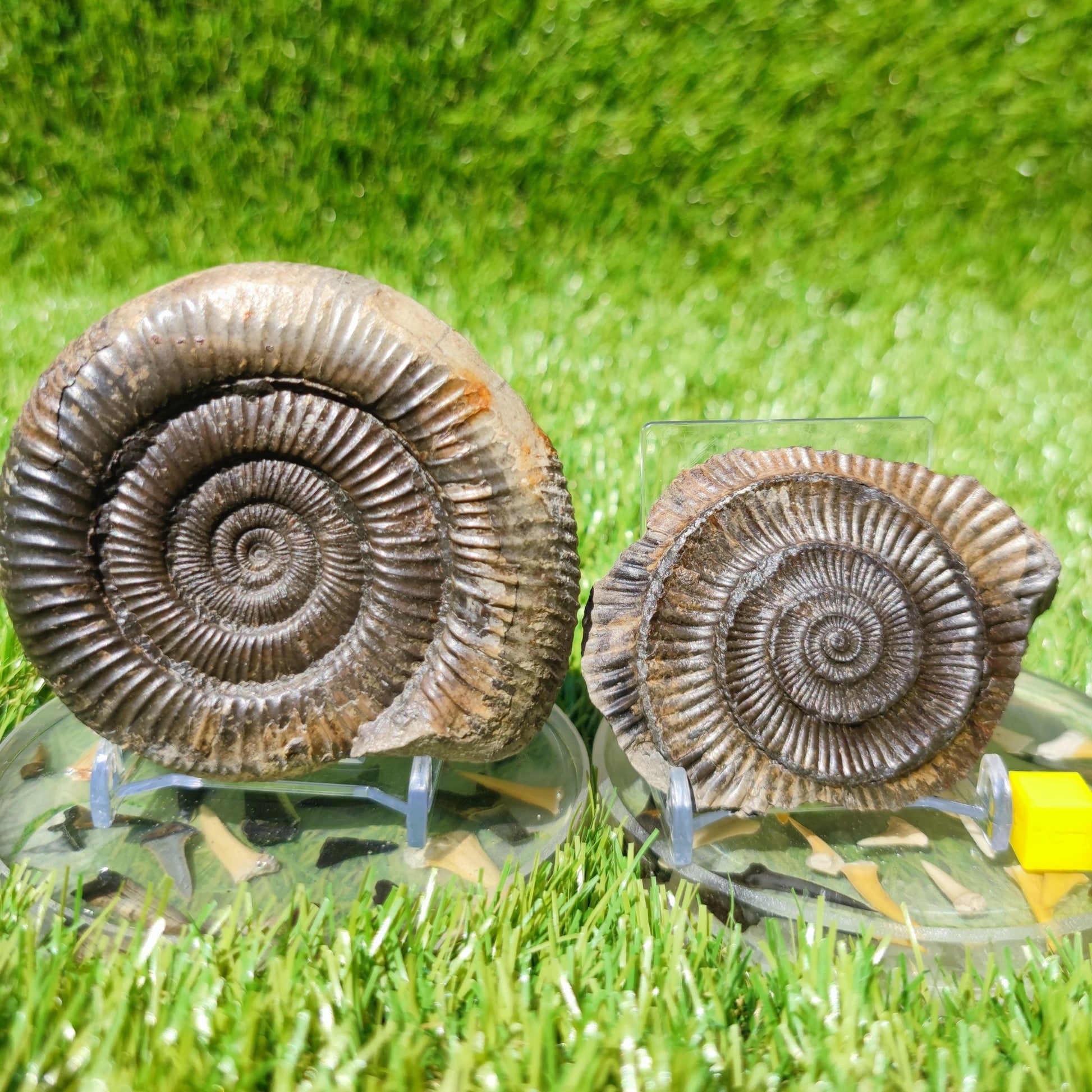 UK Jurassic coast ammonite fossil Yorkshire - North Yorkshire Fossils