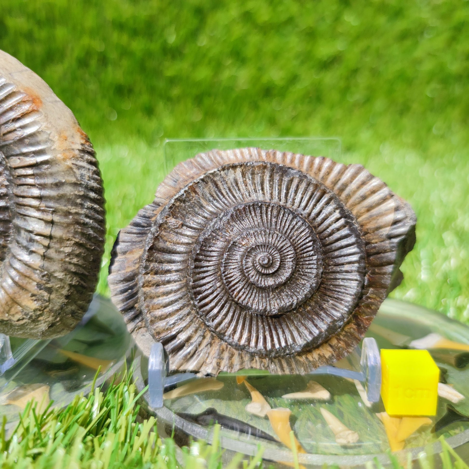 UK Jurassic coast ammonite fossil Yorkshire - North Yorkshire Fossils