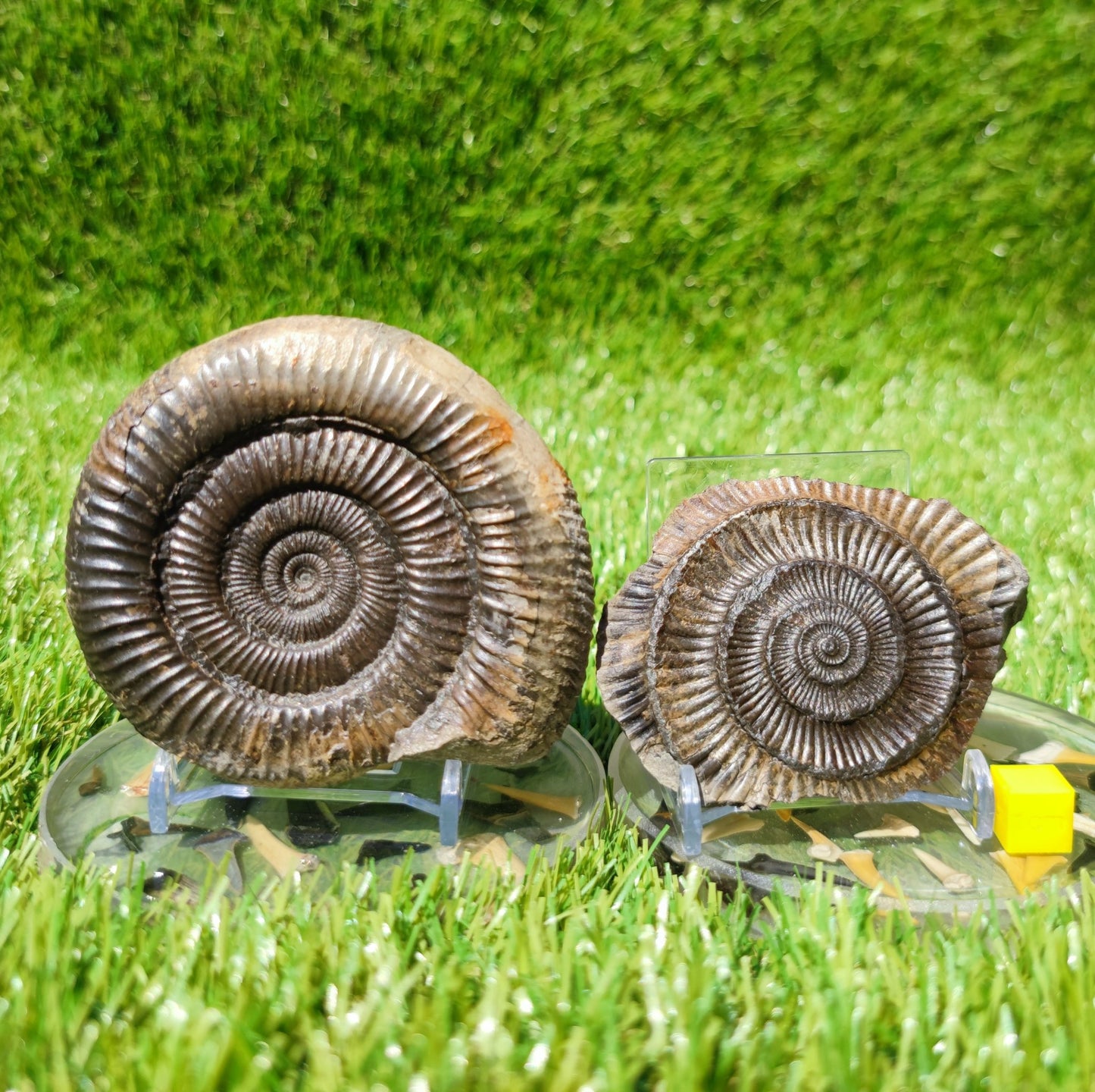 UK Jurassic coast ammonite fossil Yorkshire - North Yorkshire Fossils