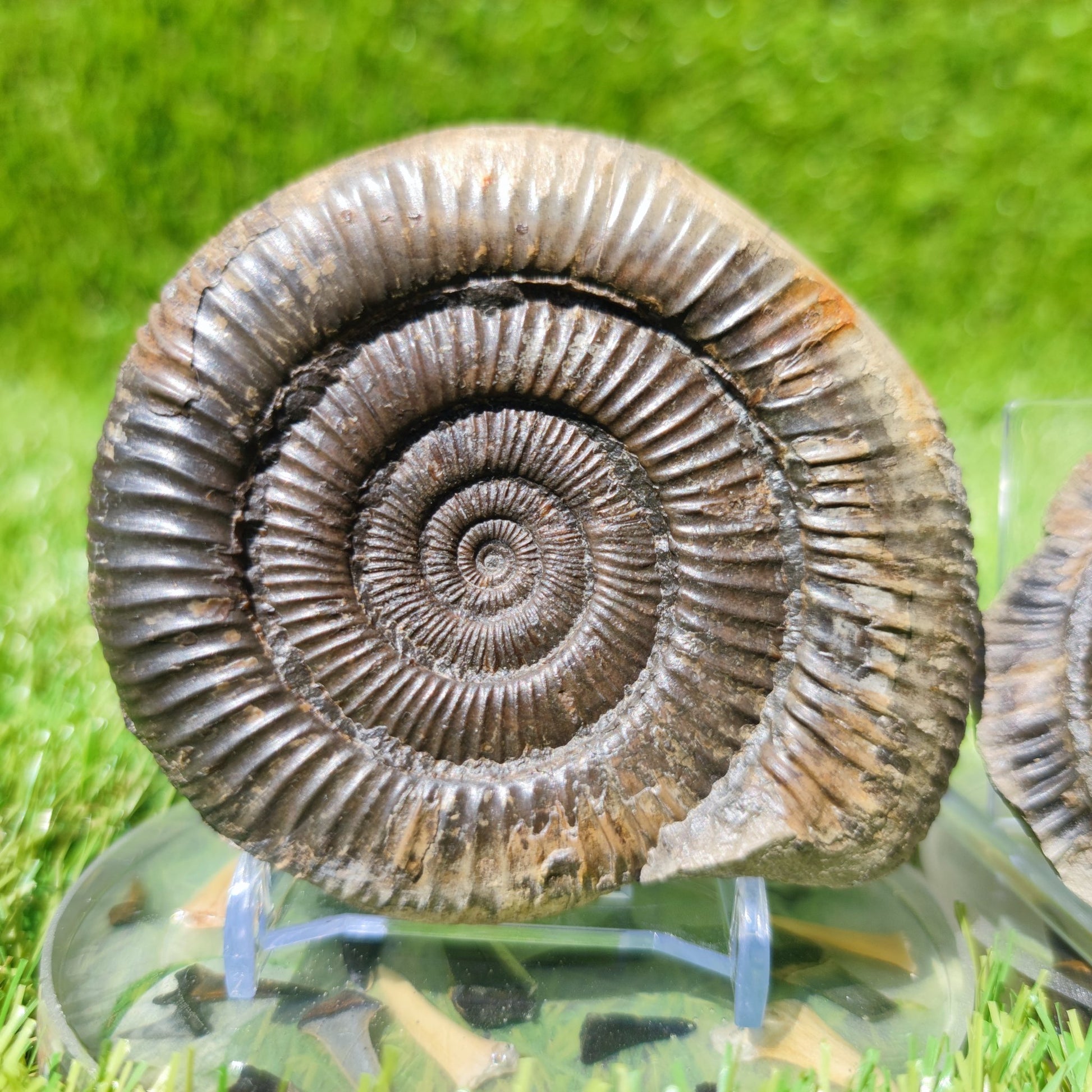 UK Jurassic coast ammonite fossil Yorkshire - North Yorkshire Fossils