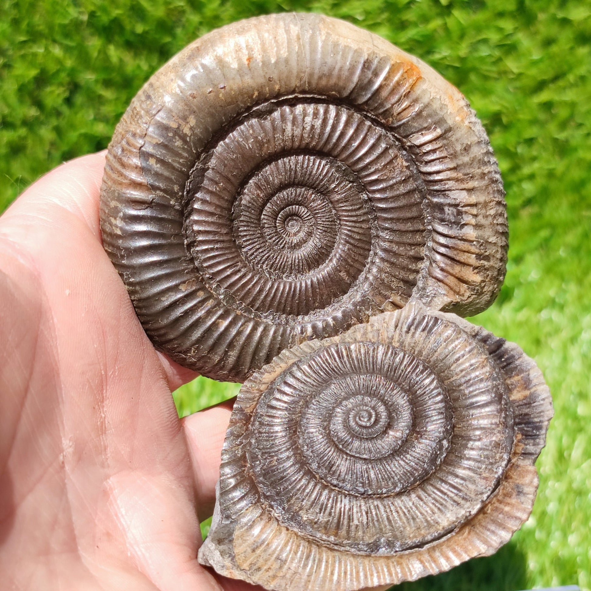 UK Jurassic coast ammonite fossil Yorkshire - North Yorkshire Fossils