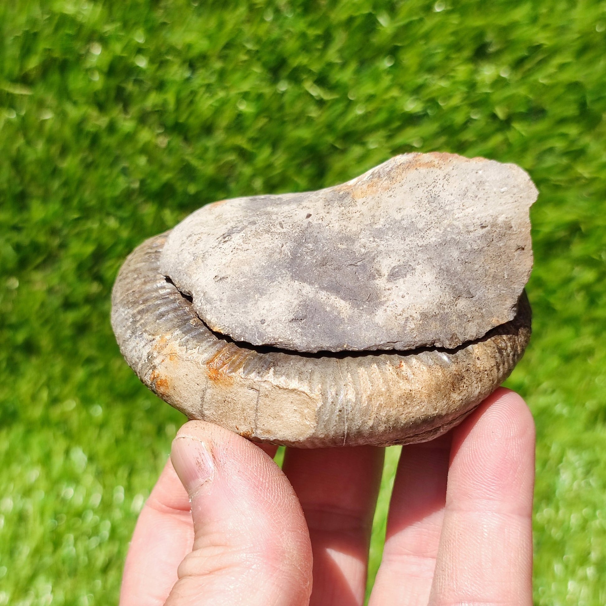 UK Jurassic coast ammonite fossil Yorkshire - North Yorkshire Fossils