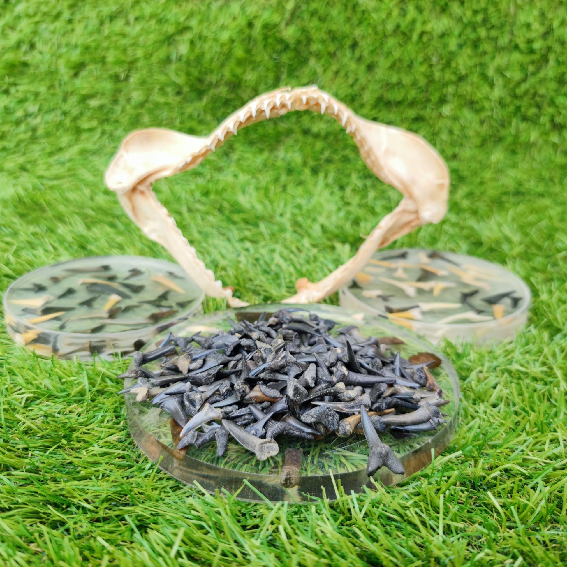 UK Shark teeth Pack of 10 Herne Bay - North Yorkshire Fossils