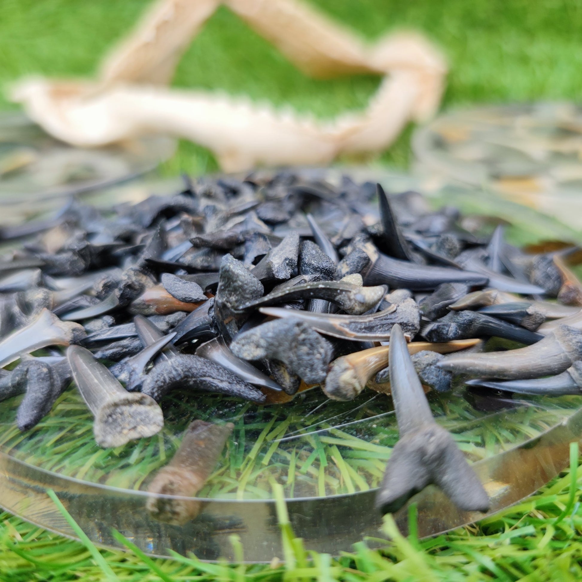 UK Shark teeth Pack of 10 Herne Bay - North Yorkshire Fossils