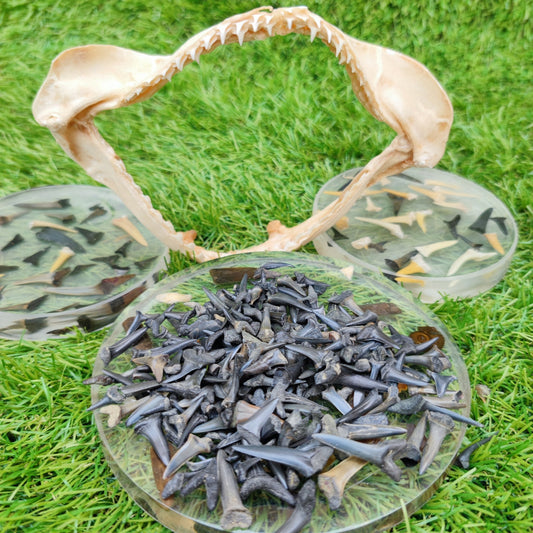 UK Shark teeth Pack of 10 Herne Bay - North Yorkshire Fossils
