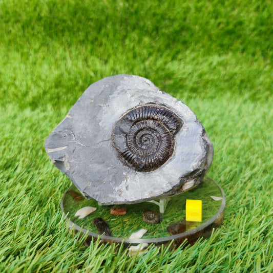 Whitby ammonite fossil - North Yorkshire Fossils