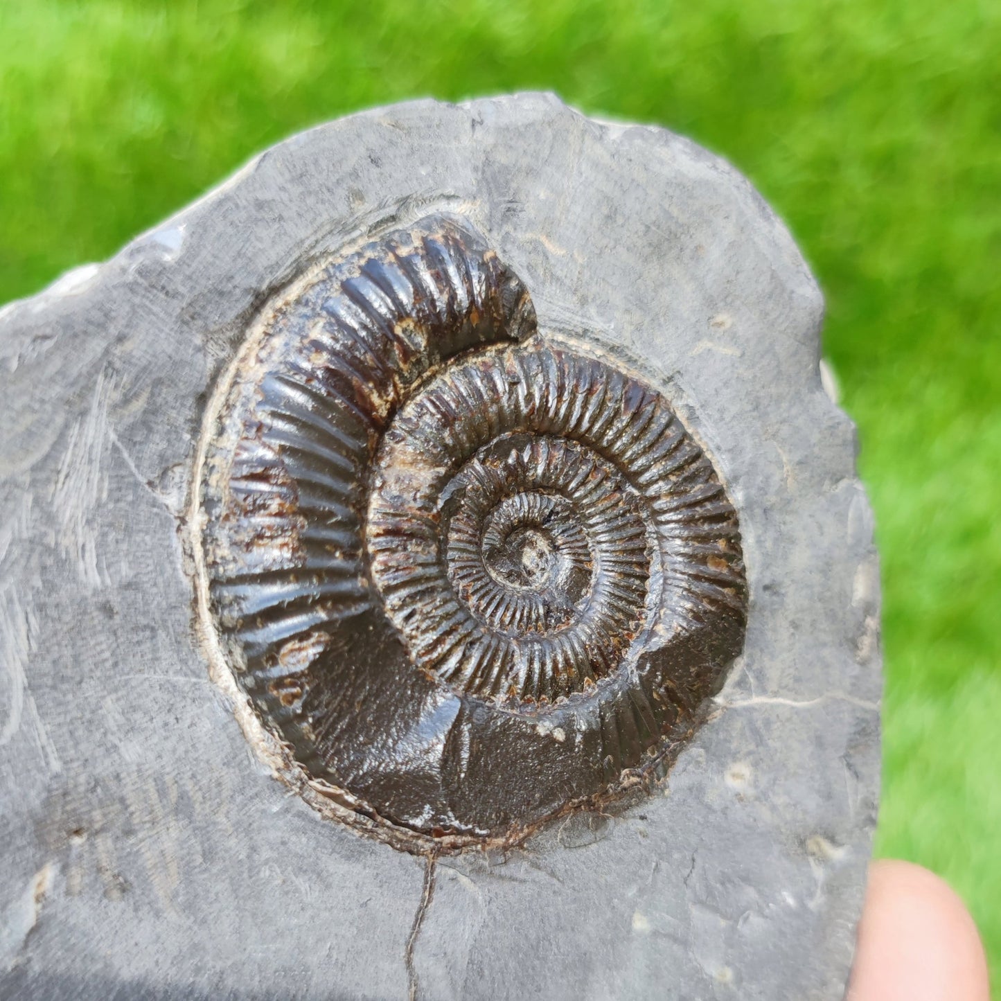 Whitby ammonite fossil - North Yorkshire Fossils
