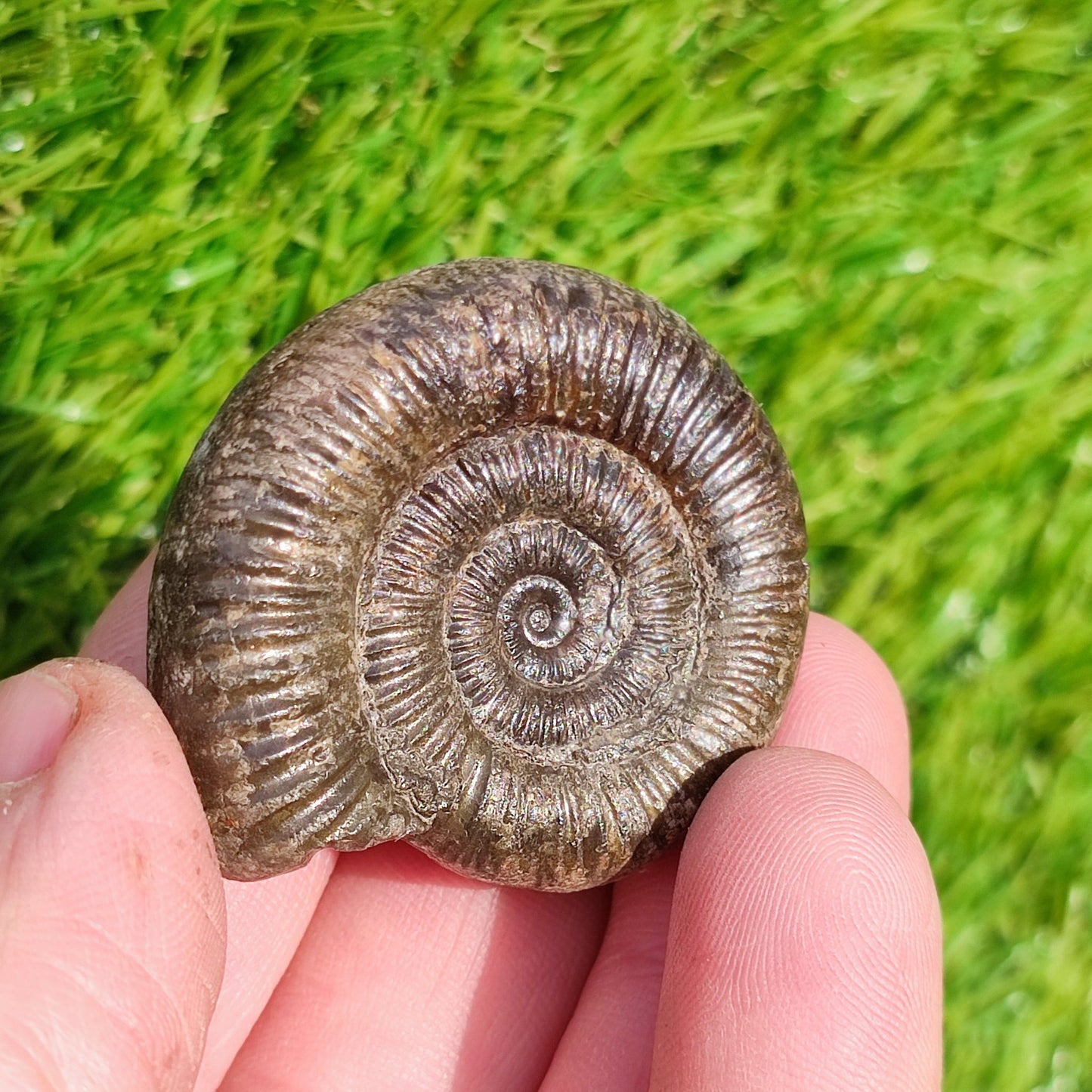 Whitby ammonite fossil dactylioceras - North Yorkshire Fossils