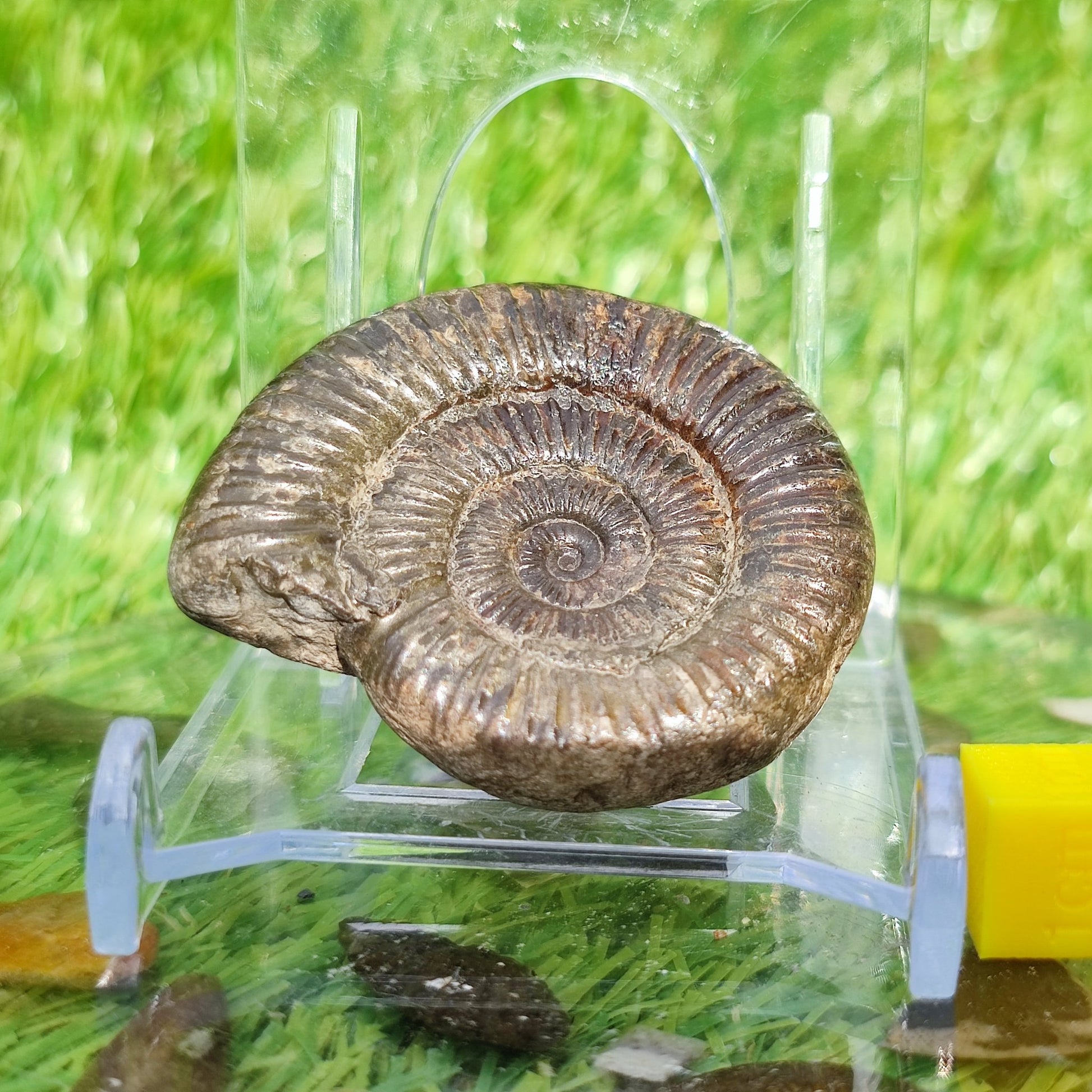 Whitby ammonite fossil dactylioceras - North Yorkshire Fossils