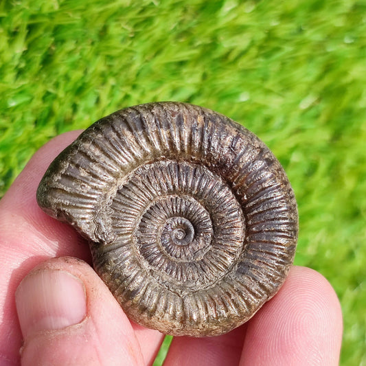 Whitby ammonite fossil dactylioceras - North Yorkshire Fossils