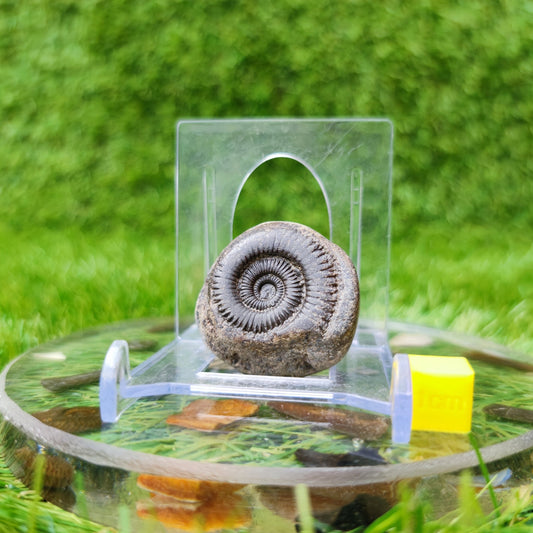 Whitby ammonite fossil North Yorkshire UK - North Yorkshire Fossils