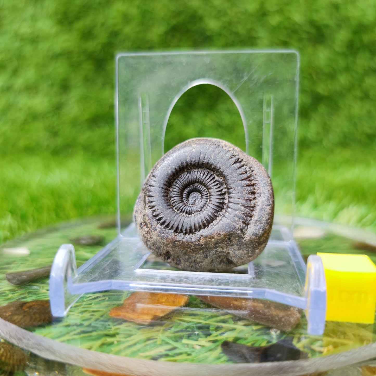 Whitby ammonite fossil North Yorkshire UK - North Yorkshire Fossils