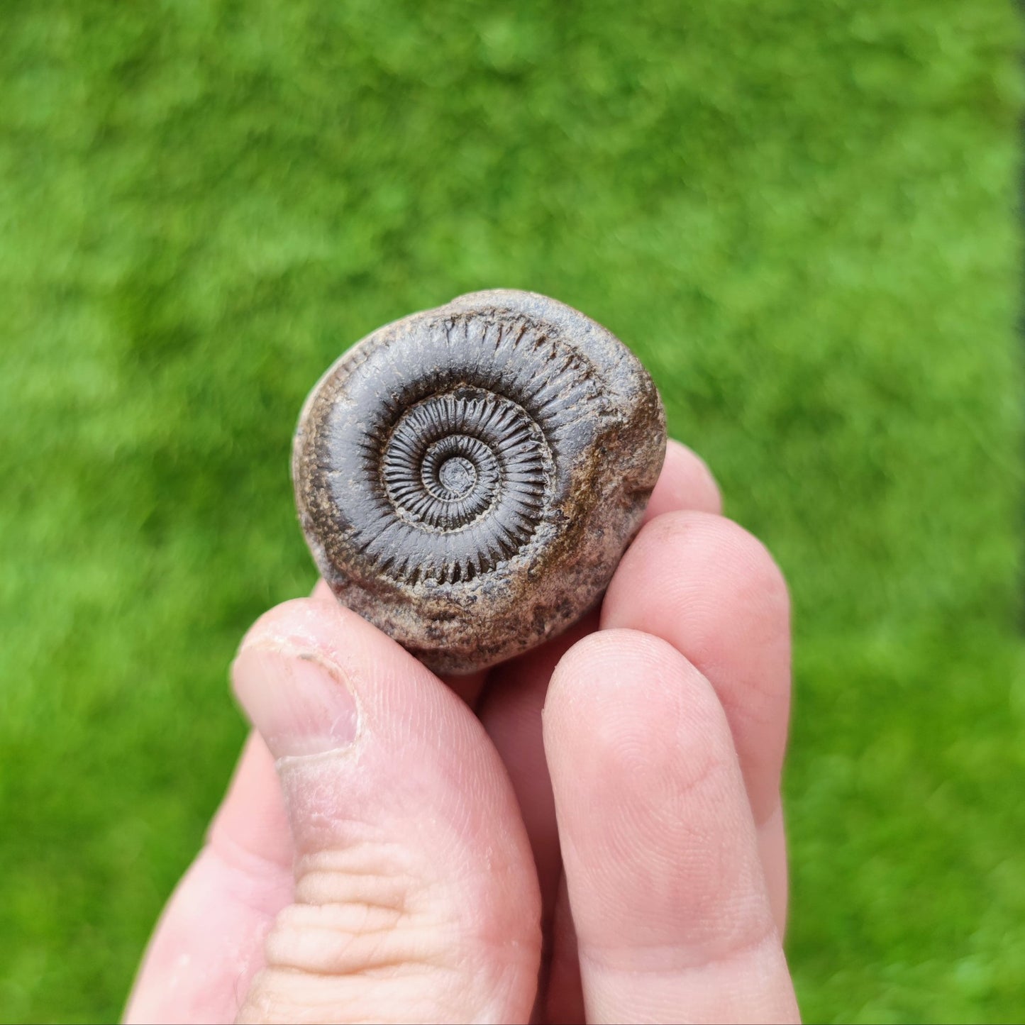 Whitby ammonite fossil North Yorkshire UK - North Yorkshire Fossils