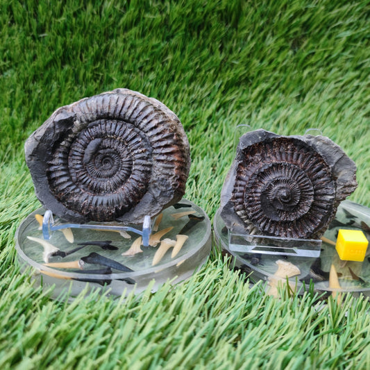 Whitby ammonite fossil split pair Jurassic coast - North Yorkshire Fossils