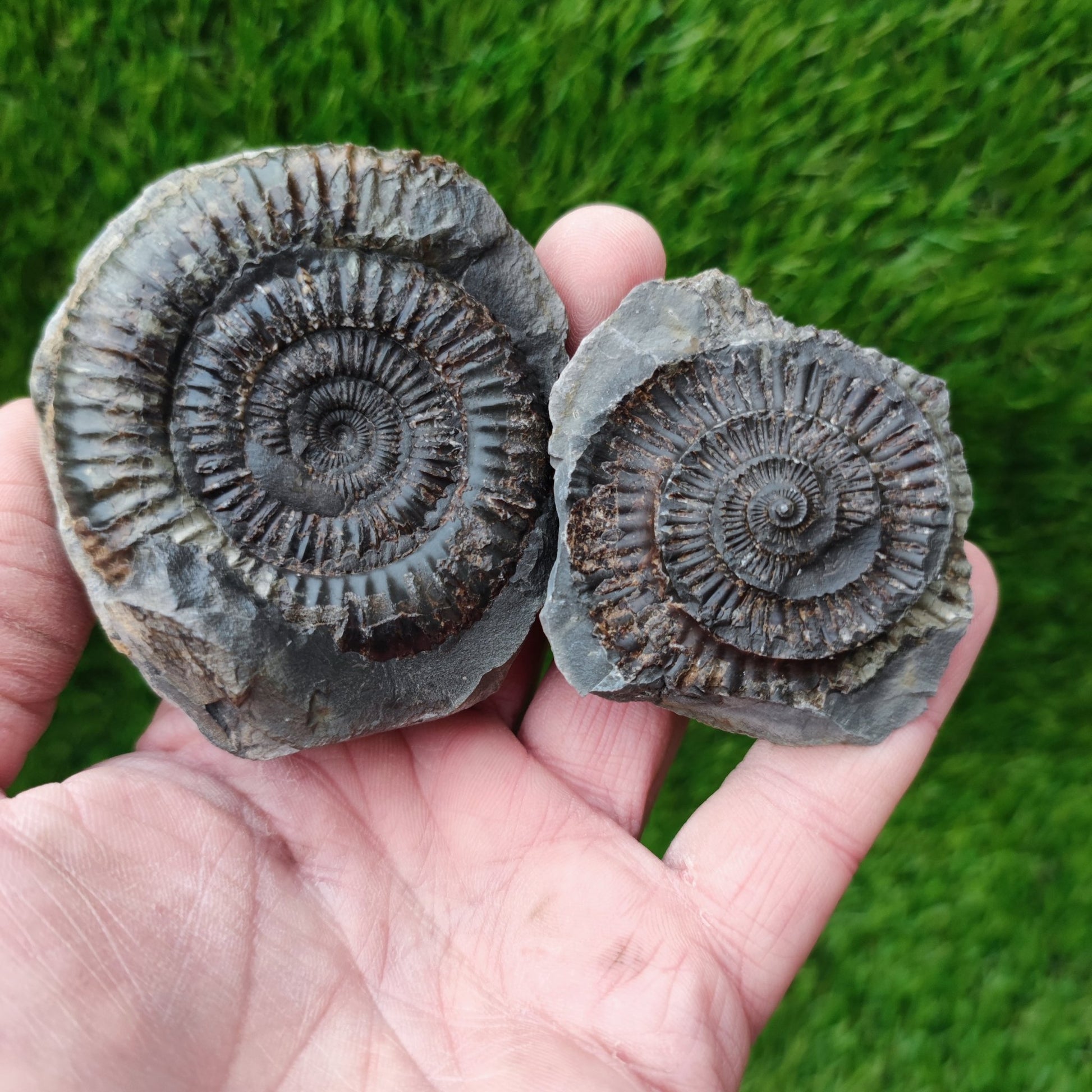 Whitby ammonite fossil split pair Jurassic coast - North Yorkshire Fossils