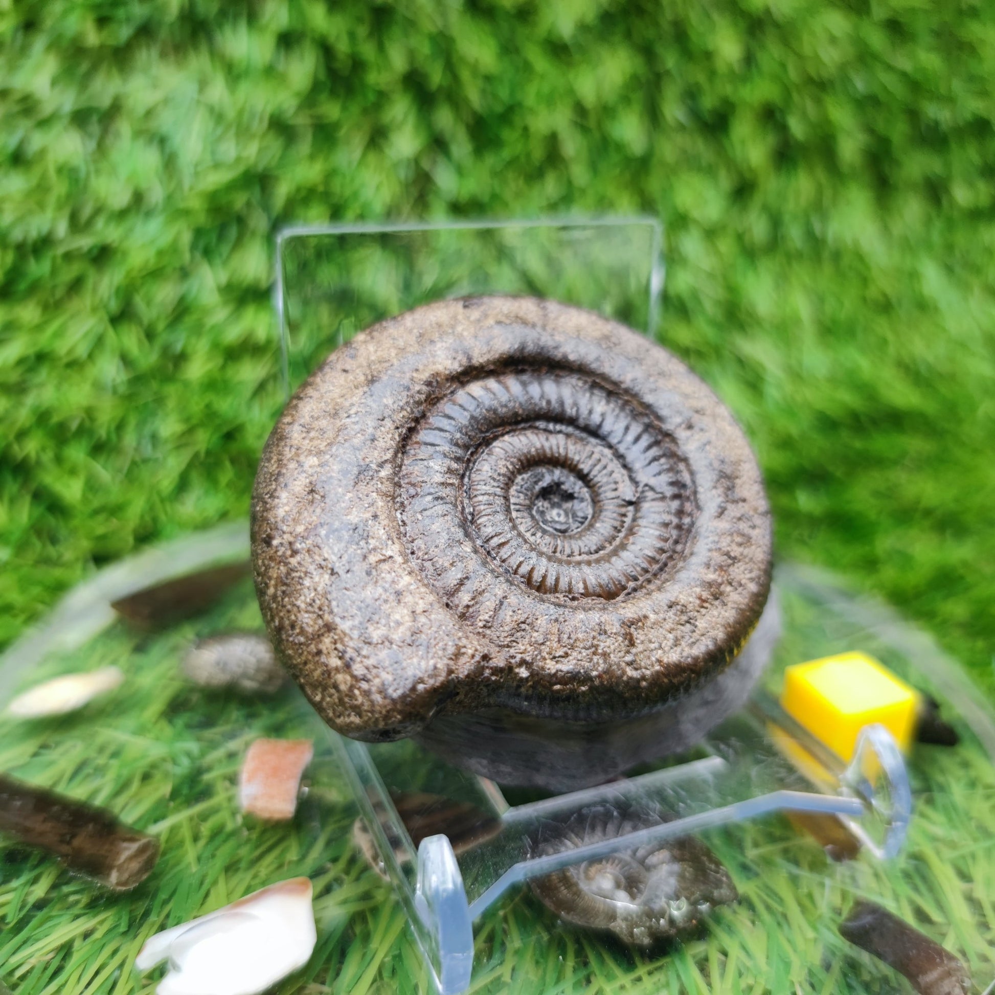 Whitby fossil ammonite Jurassic coast - North Yorkshire Fossils