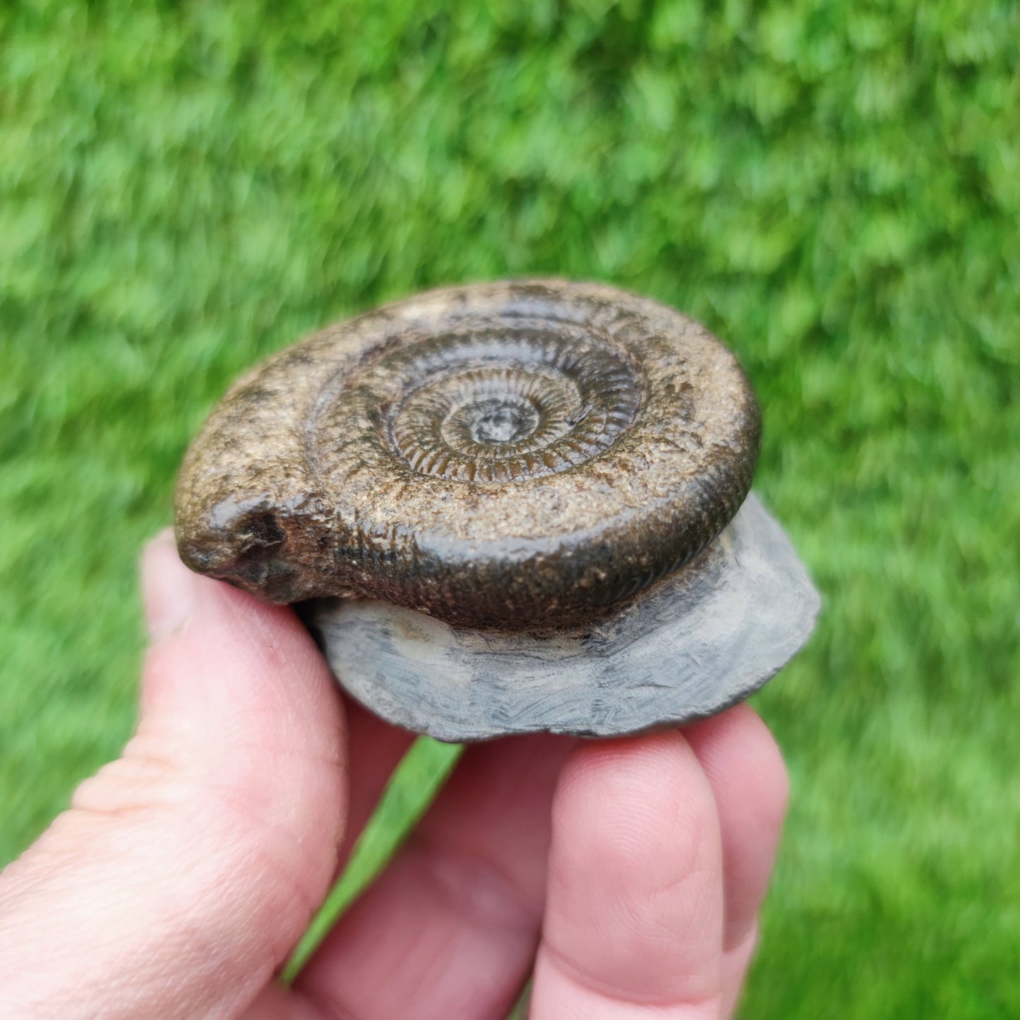 Whitby fossil ammonite Jurassic coast - North Yorkshire Fossils
