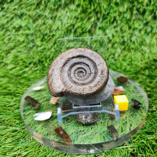 Whitby fossil ammonite Jurassic coast - North Yorkshire Fossils