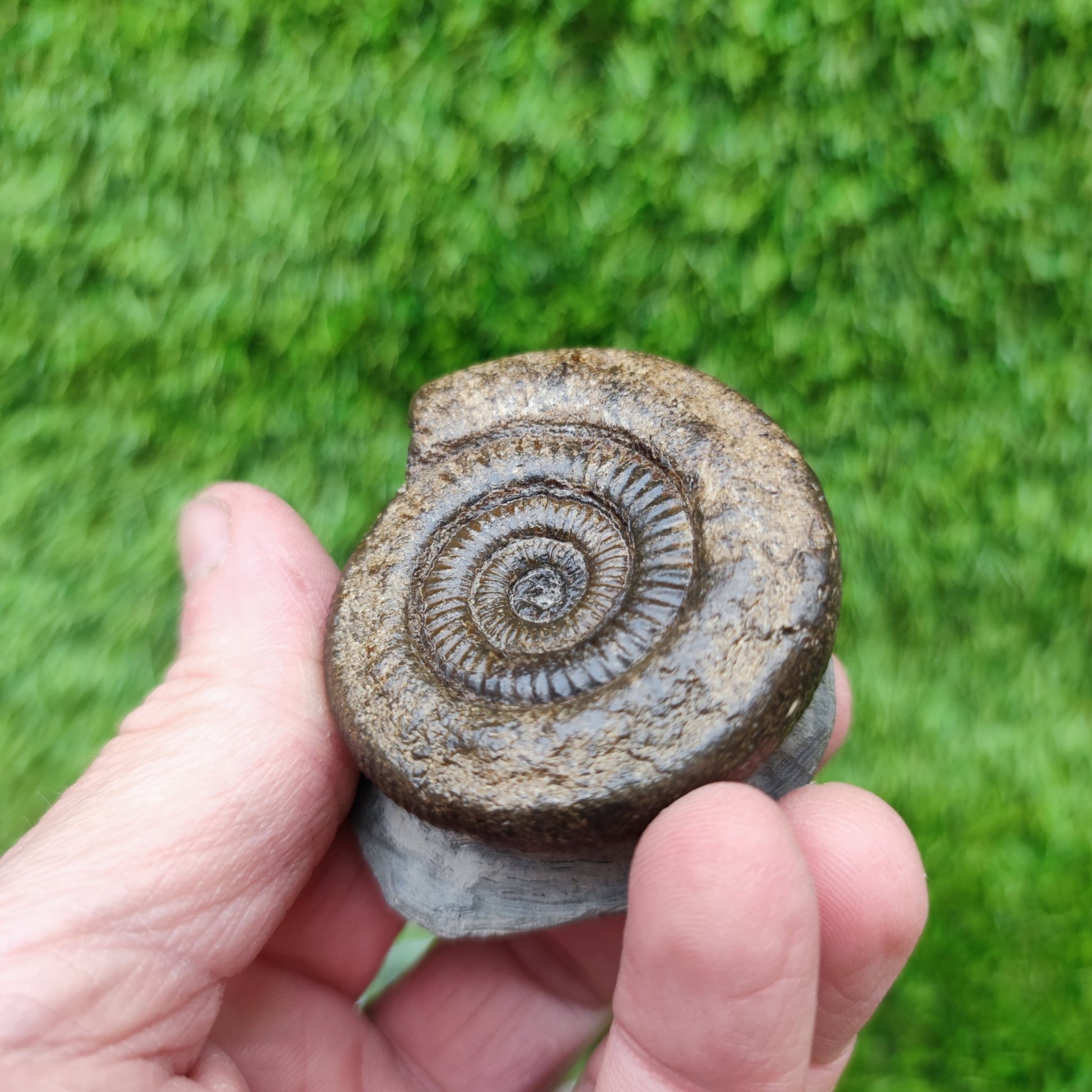 Whitby fossil ammonite Jurassic coast - North Yorkshire Fossils
