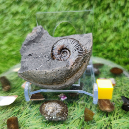 Whitby fossil eleganticeras ammonite - North Yorkshire Fossils